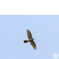 گونه قرقی Eurasian Sparrowhawk